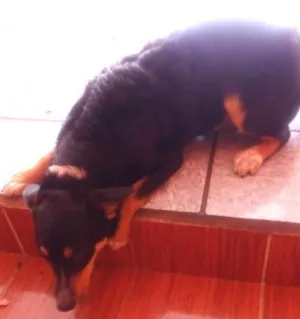 Cachorro raça Vira-lata idade 7 a 11 meses nome Valente