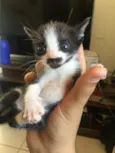 Gatíneos