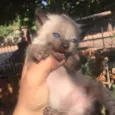 Gatíneos