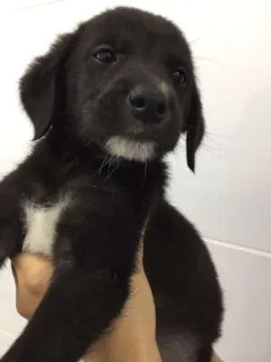 Cachorro raça srd idade 2 a 6 meses nome Barack