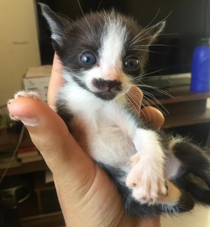 Gato ra a Vira Lata idade Abaixo de 2 meses nome Gatíneos