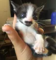 Gatíneos