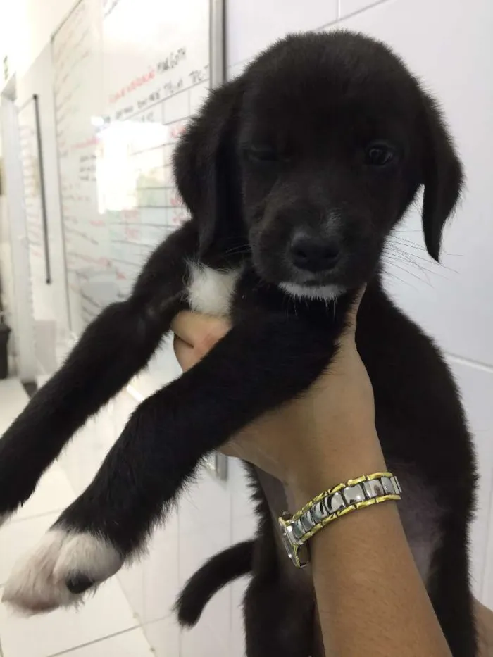 Cachorro ra a srd idade 2 a 6 meses nome Barack