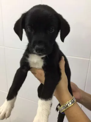 Cachorro raça srd idade 2 a 6 meses nome Sony