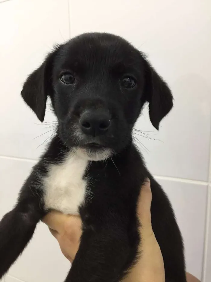 Cachorro ra a srd idade 2 a 6 meses nome Sony