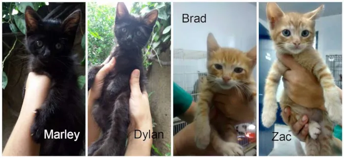 Gato ra a SRD idade 2 a 6 meses nome GATOS