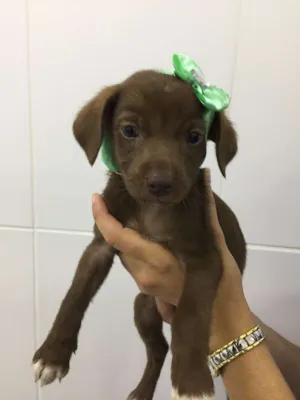 Cachorro raça SRD idade 2 a 6 meses nome BELLA