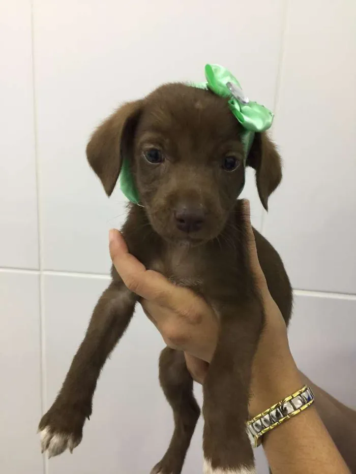 Cachorro ra a SRD idade 2 a 6 meses nome BELLA