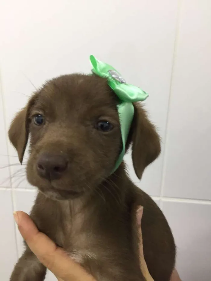 Cachorro ra a SRD idade 2 a 6 meses nome BELLA
