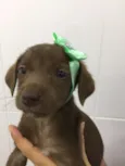 BELLA