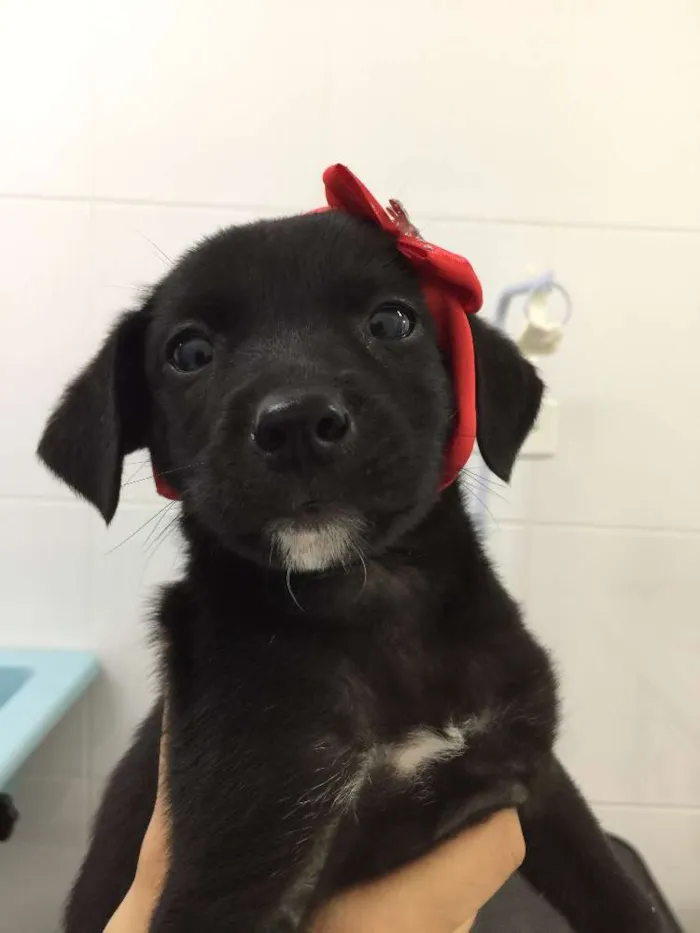 Cachorro ra a SRD idade 2 a 6 meses nome Faby