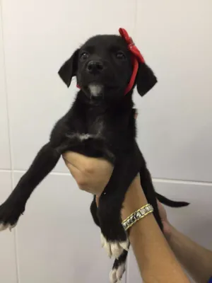 Cachorro raça SRD idade 2 a 6 meses nome Faby