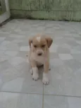 sem
