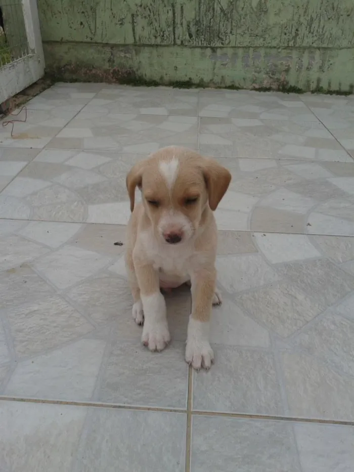 Cachorro raça mistura idade Abaixo de 2 meses nome sem