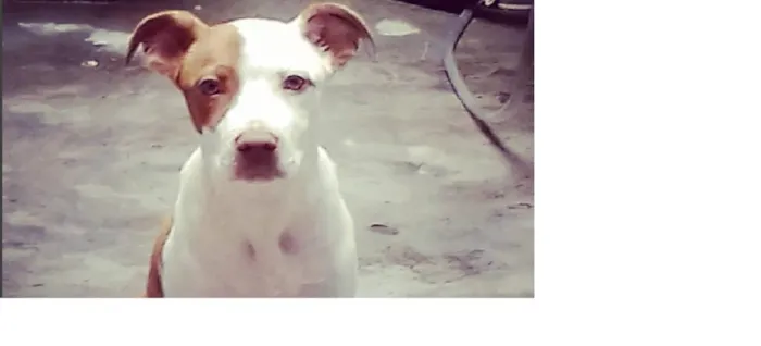 Cachorro ra a Pit-Bull idade 7 a 11 meses nome aika