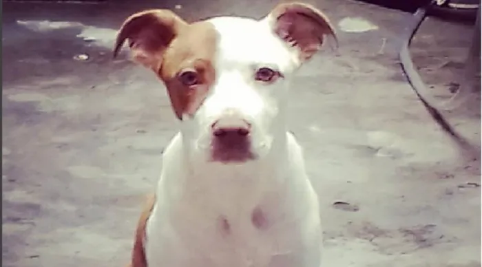 Cachorro ra a Pit-Bull idade 7 a 11 meses nome aika
