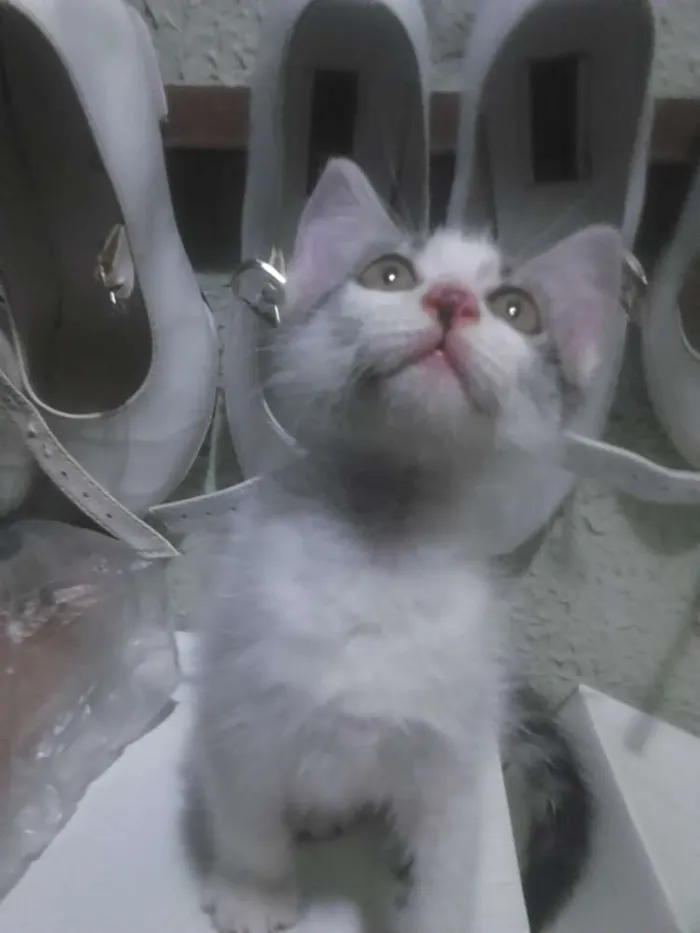Gato ra a Mista idade Abaixo de 2 meses nome Lia e Dricka
