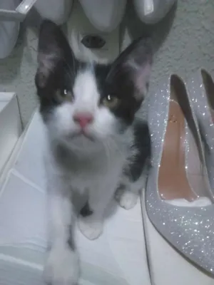 Gato raça Mista idade Abaixo de 2 meses nome Lia e Dricka