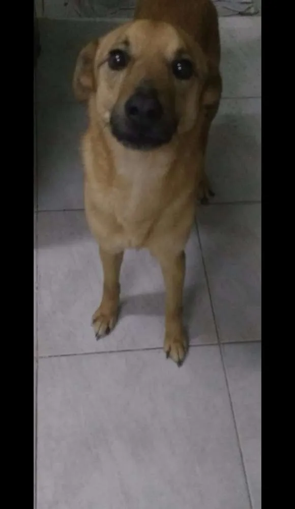 Cachorro ra a  idade 2 anos nome Boby