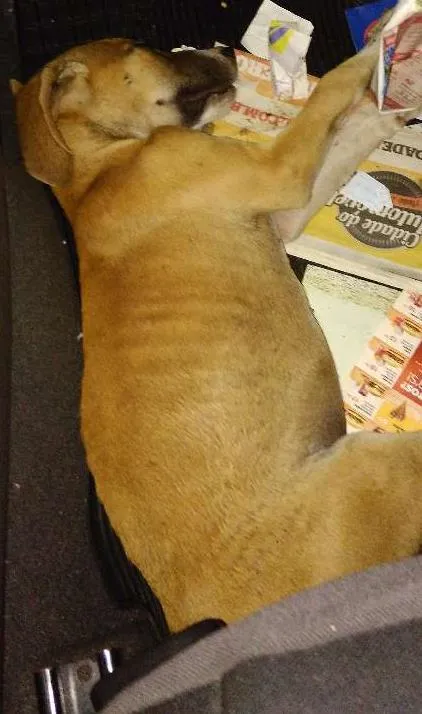 Cachorro raça Desconhecida idade 2 a 6 meses nome Sem nome