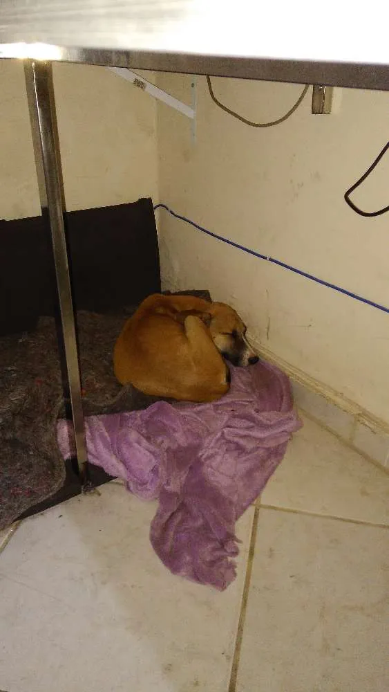 Cachorro raça Desconhecida idade 2 a 6 meses nome Sem nome