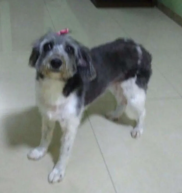 Cachorro ra a Sem raça definida idade 5 anos nome Lady