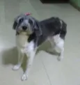 Lady