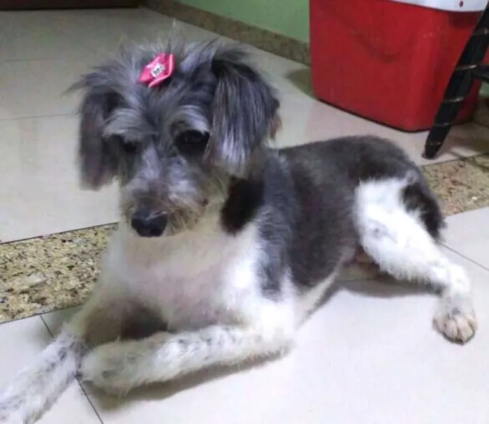 Cachorro ra a Sem raça definida idade 5 anos nome Lady