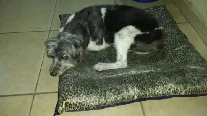 Cachorro ra a Sem raça definida idade 5 anos nome Lady