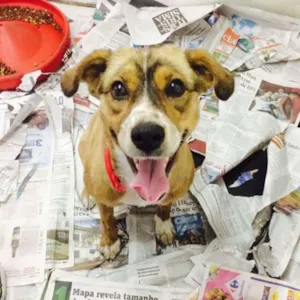 Cachorro raça SRD idade 1 ano nome Bonsai