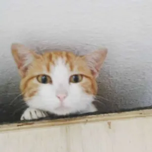 Gato raça srd idade 7 a 11 meses nome Babu