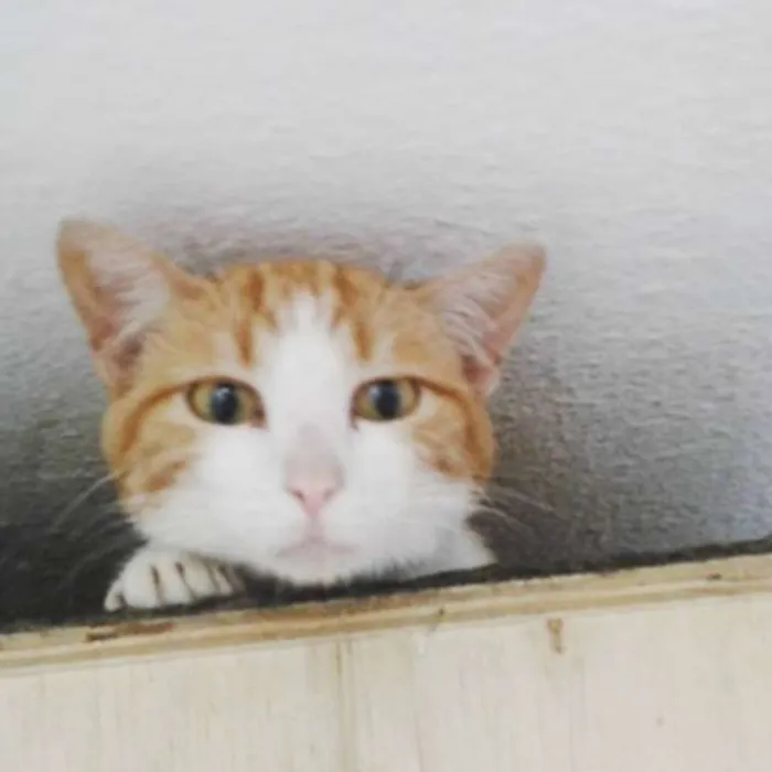 Gato ra a srd idade 7 a 11 meses nome Babu