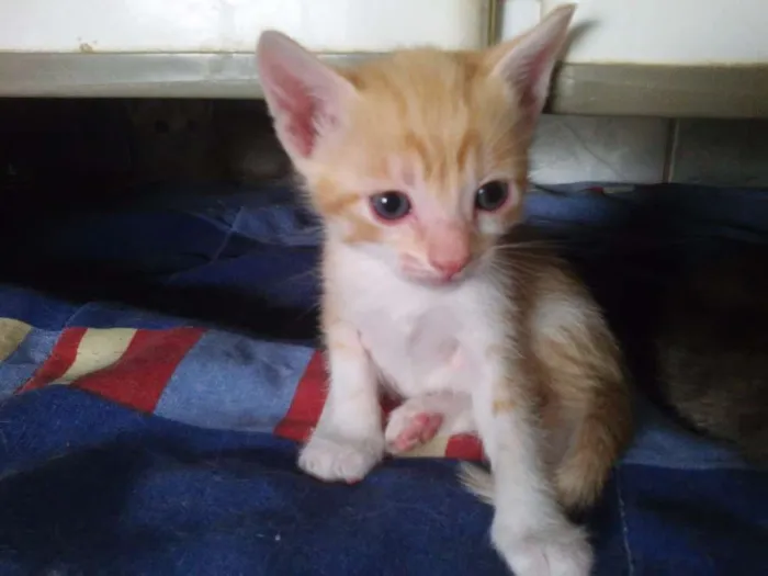 Gato ra a SRD idade Abaixo de 2 meses nome amarelinhos