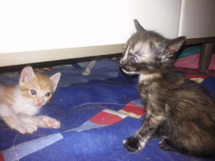 Gato ra a SRD idade Abaixo de 2 meses nome amarelinhos