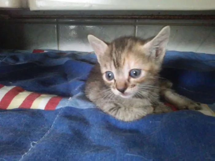 Gato ra a SRD idade Abaixo de 2 meses nome amarelinhos