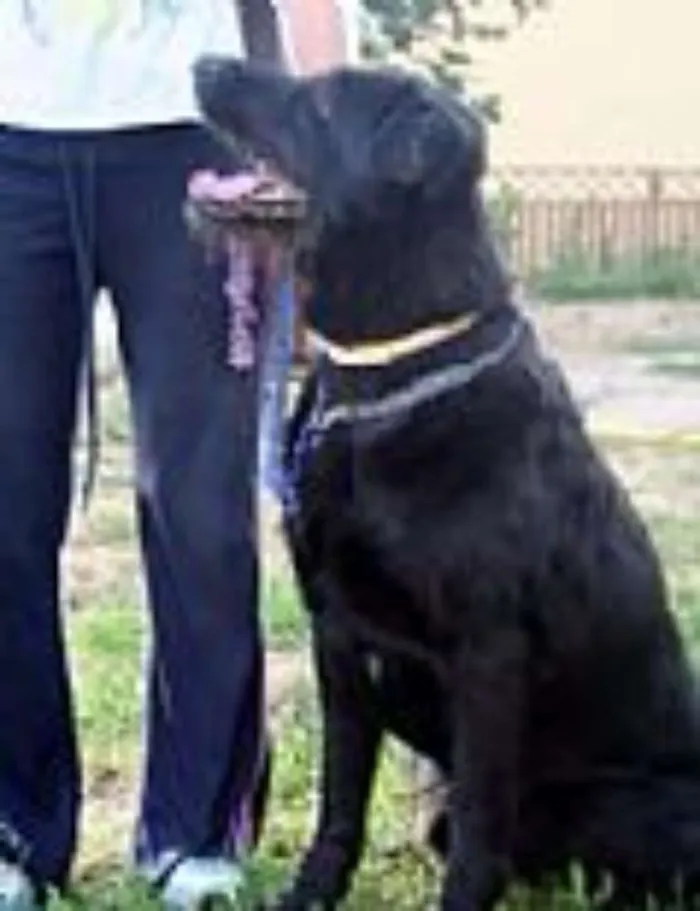 Cachorro ra a labrador idade 2 a 6 meses nome simba
