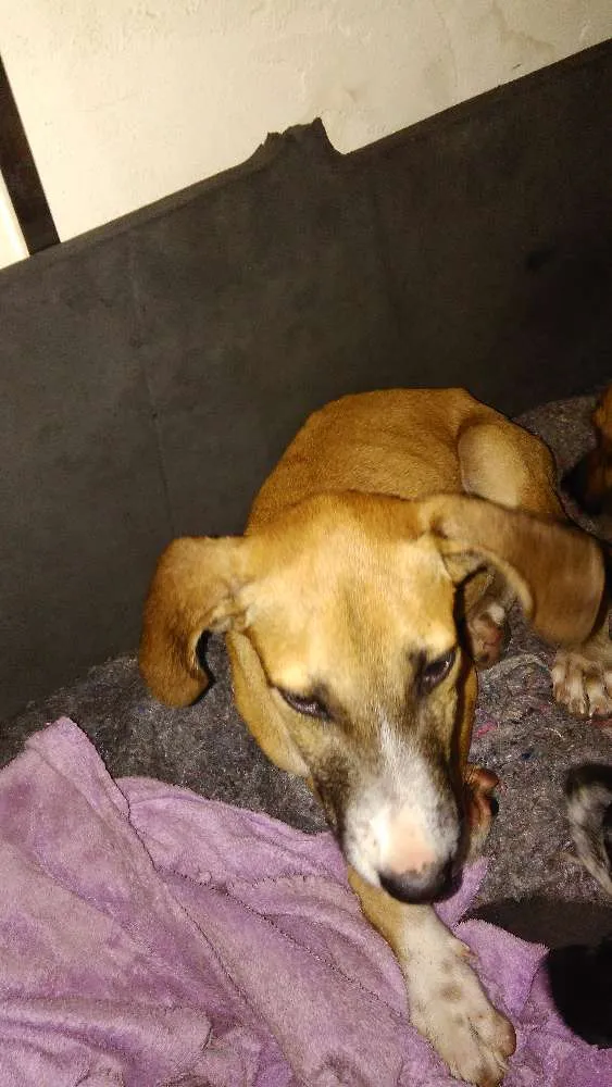 Cachorro raça Desconhecida idade 2 a 6 meses nome Sem nome