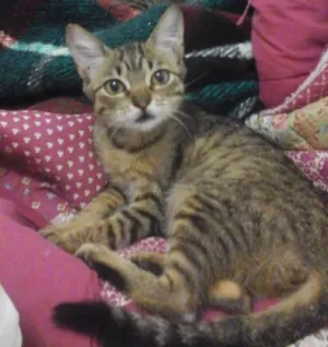Gato raça SRD idade 2 a 6 meses nome Zoé