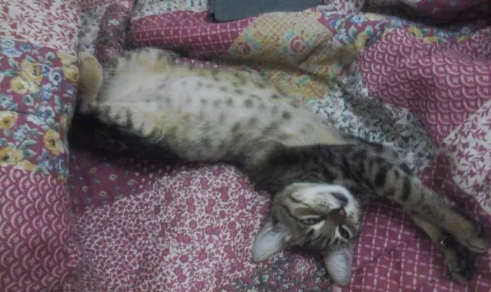 Gato raça SRD idade 2 a 6 meses nome Zoé