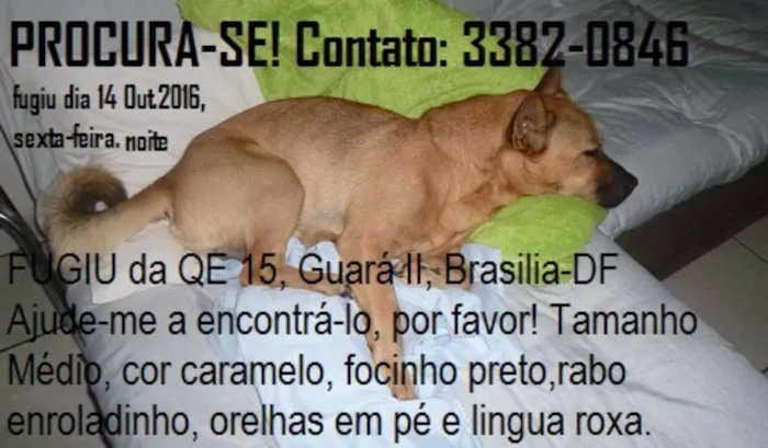 Cachorro ra a SRD mix chow chow idade 2 anos nome Buddy (Bâdi)