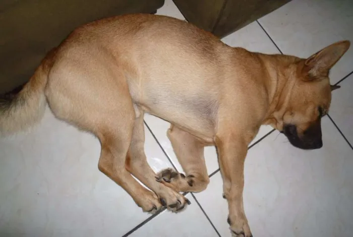Cachorro ra a SRD mix chow chow idade 2 anos nome Buddy (Bâdi)