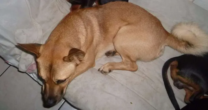 Cachorro ra a SRD mix chow chow idade 2 anos nome Buddy (Bâdi)