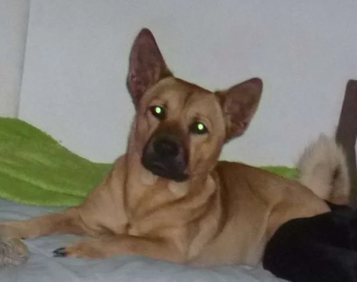 Cachorro ra a SRD mix chow chow idade 2 anos nome Buddy (Bâdi)