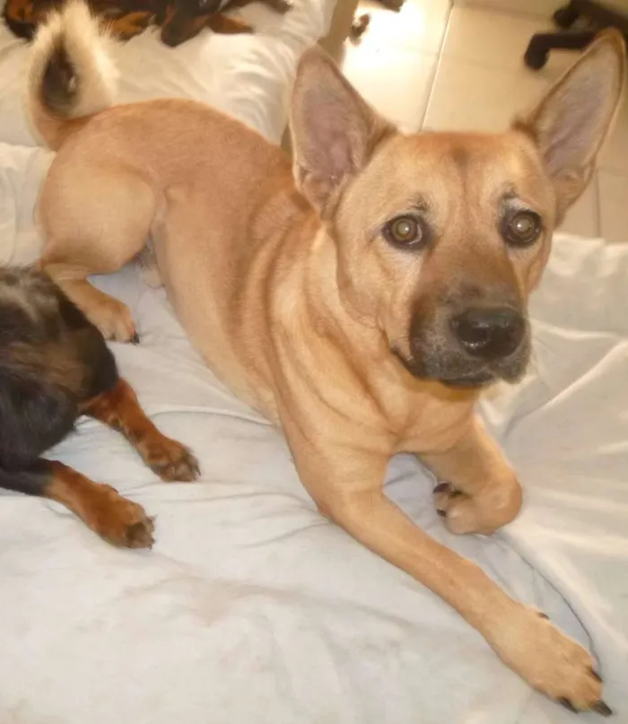 Cachorro ra a SRD mix chow chow idade 2 anos nome Buddy (Bâdi)