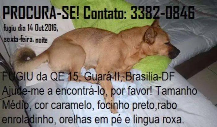 Cachorro ra a SRD mix chow chow idade 2 anos nome Buddy (Bâdi)