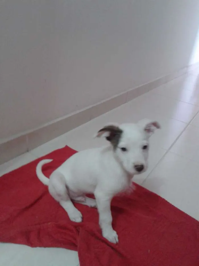 Cachorro ra a indefinida idade 2 a 6 meses nome Mancha ou Bebe