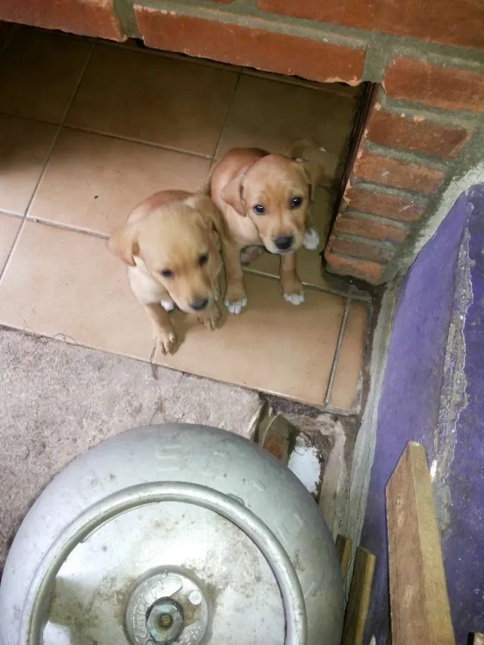 Cachorro ra a Labrador com pintcher idade Abaixo de 2 meses nome Vitoria e branquinha