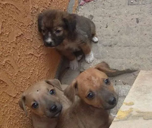 Cachorro ra a sem raça idade Abaixo de 2 meses nome indefinido