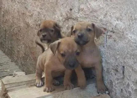 Cachorro ra a sem raça idade Abaixo de 2 meses nome indefinido