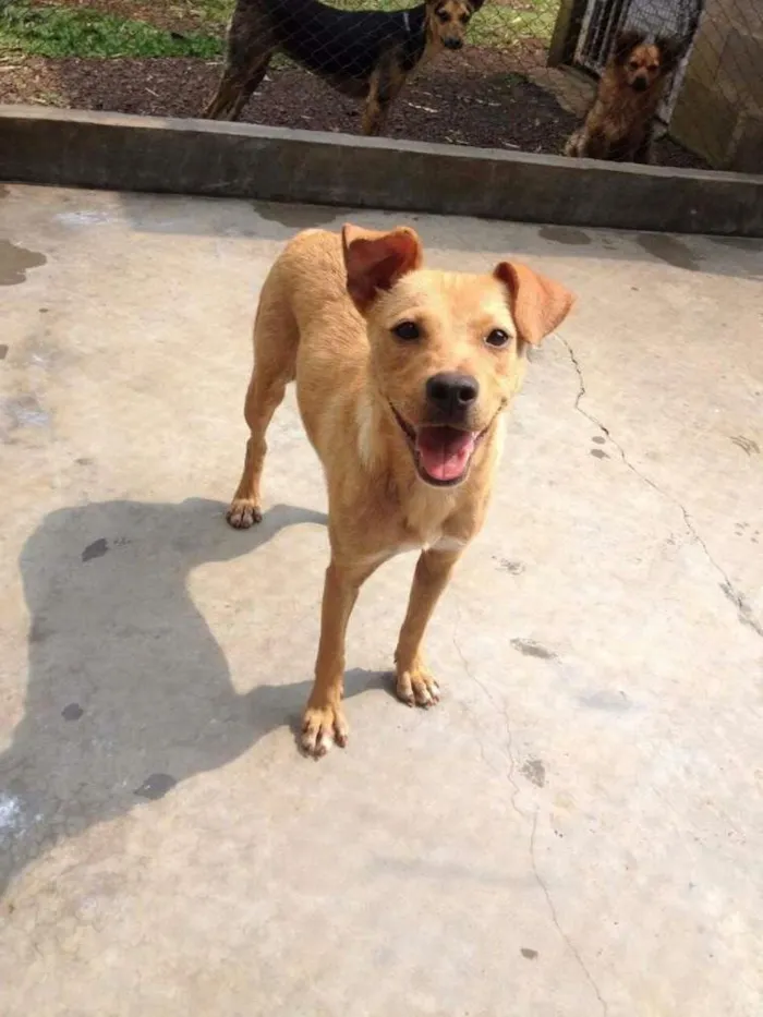 Cachorro ra a Vira-lata idade 2 anos nome Linda